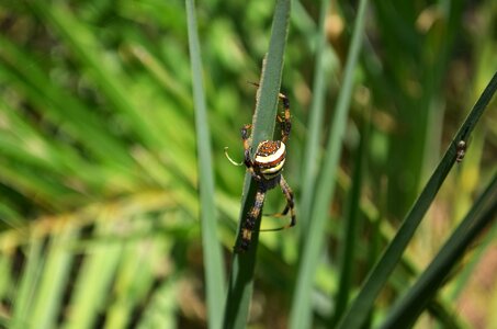 Animal arthropod bug photo