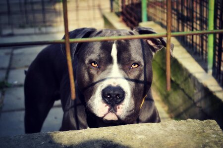 Animal dog pit bull