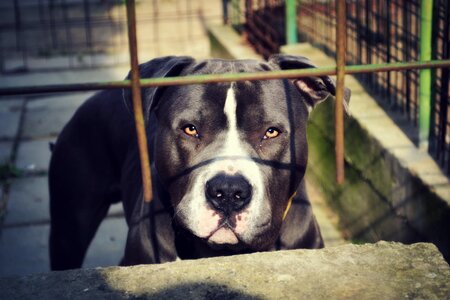 Animal dog pit bull photo