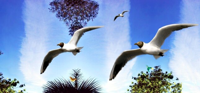 Tropical birds clouds fly photo