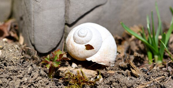 Empty garden nature photo