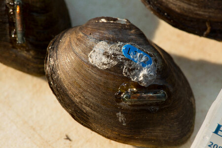 Endangered Pit tagged mussels