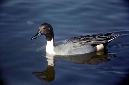 Anas Acuta duck male photo