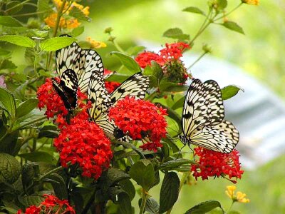 Butterfly crops flowers
