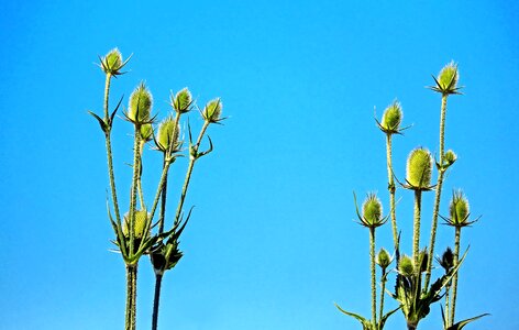 Beautiful Flowers blooming blossom