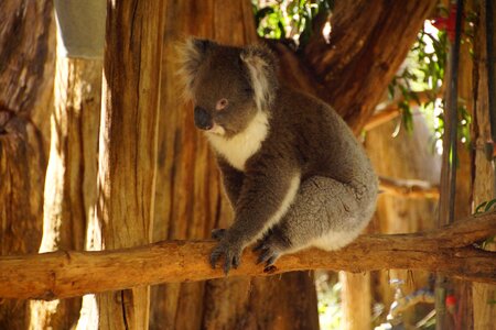 Cute timid australia photo