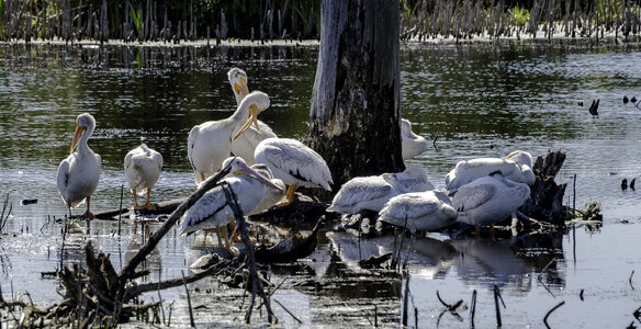 Group of Spoonbills in Horicon Marsh photo