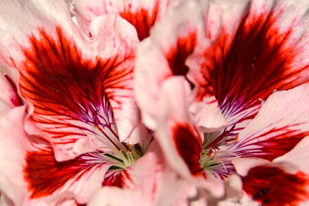 Geranium blossom bloom