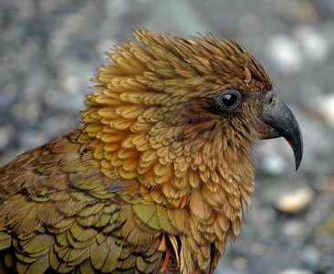 New zealand parrot bird