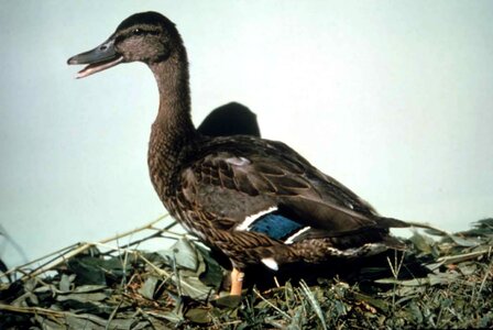 Female mallard 