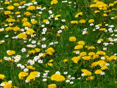 Daisy spring bloom