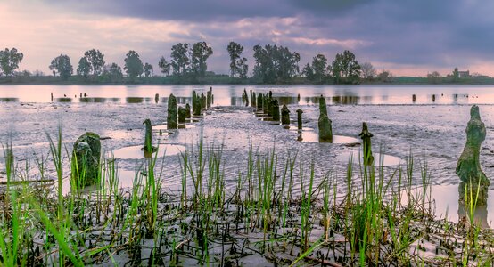 River reeds photo