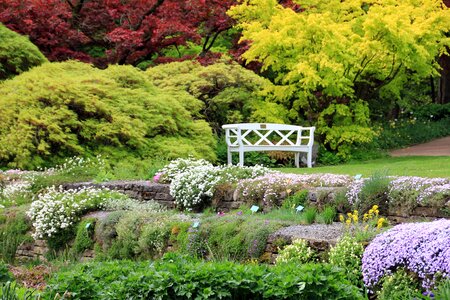 Plant tree hedge
