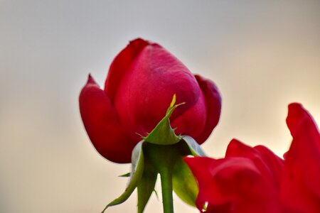 Close-Up detail flower bud photo