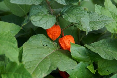 Bright splash of color plant