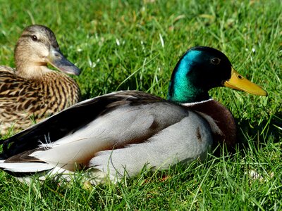 Mallard pair stock duck couple pair photo