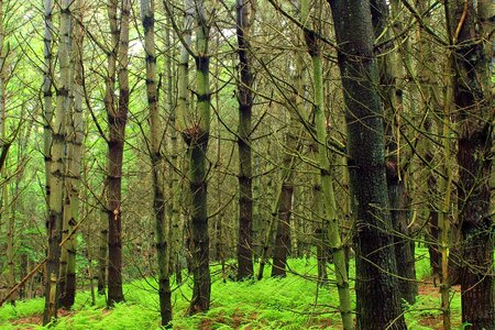 Bark branch conifer photo