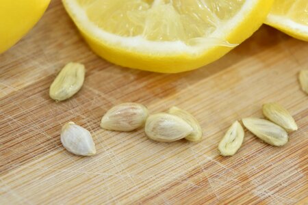 Close-Up lemon seed photo