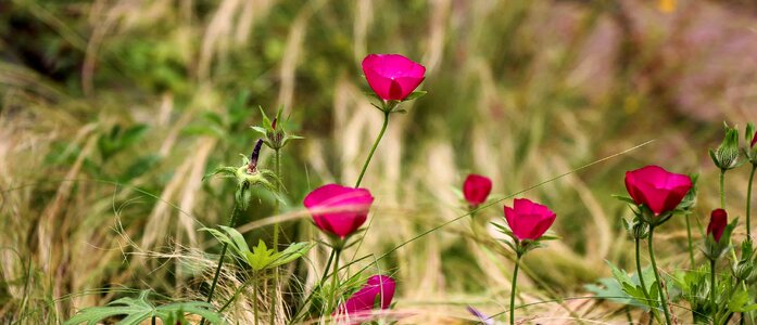 Beautiful Flowers blooming blossom