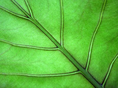 Leaf leaf veins green photo