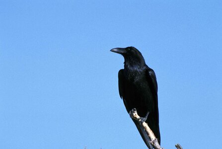 Bird crow 
