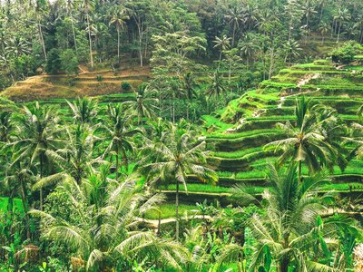 Agriculture beautiful photo environment