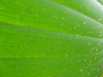 Macro drops plant leaves water photo