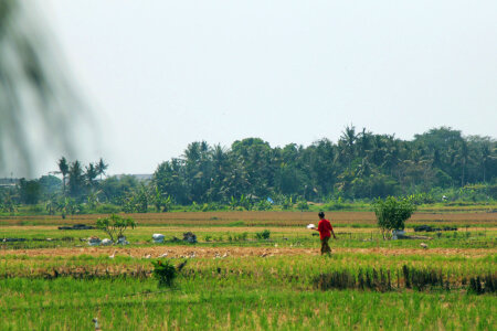 107 Bali photo