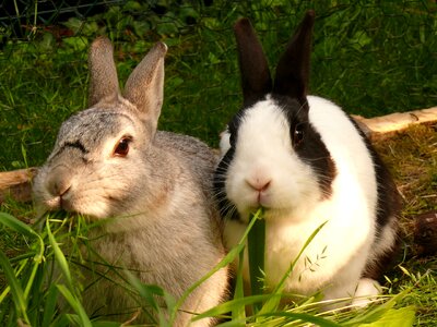 Munchkins dwarf rabbit pets photo