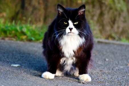 Brown carnivore domestic