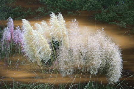 Blooms pampas heirloom