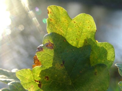 Forest oak oak leaf photo