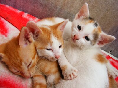 Little animals funny