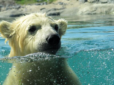Blijdorp zoo swims