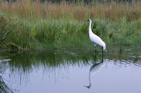 Whooping Crane-2 photo