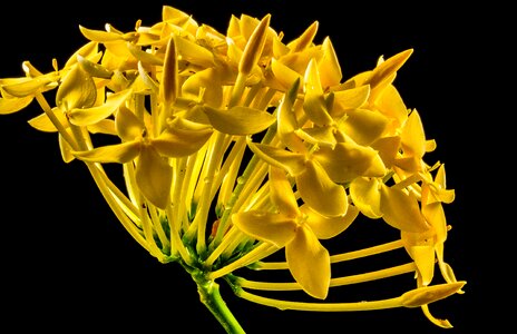 Flower yellow close up photo