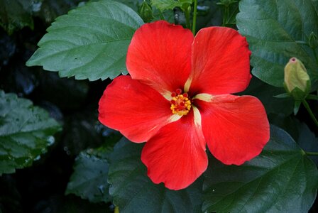 Nature floral tropical