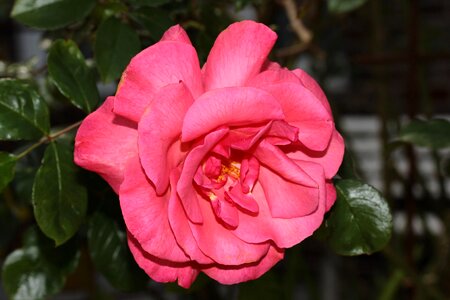 Pink-red sweet fragrant