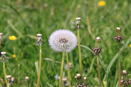 Beautiful Flowers bloom blooming photo