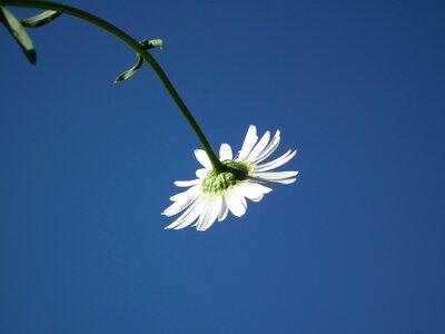 Flowers day sky