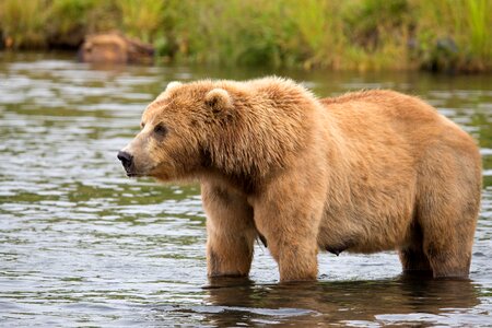 Bear beautiful photo brown