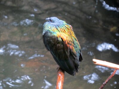 Feathers wing ecology