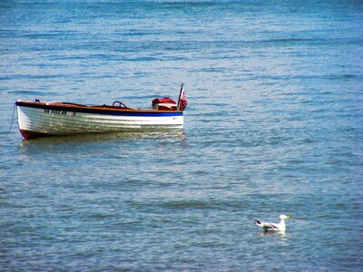 Lake seagull bird photo