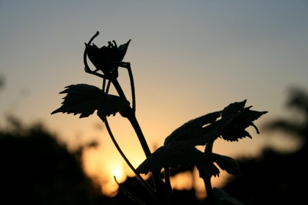 Grape silhouette serrated
