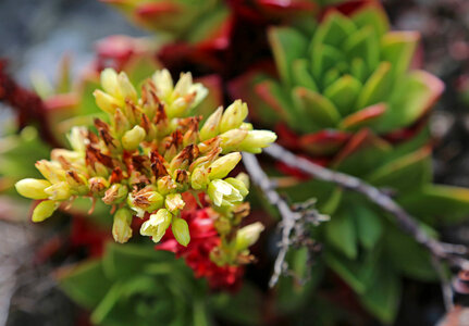 Dudleya farinosa