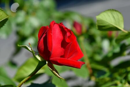 Horticulture reddish plant
