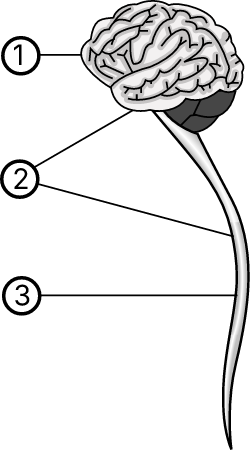 Central nervous system-numbered