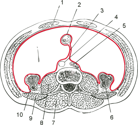 Horizontal arrangement of the peritoneum in the lower abdomen