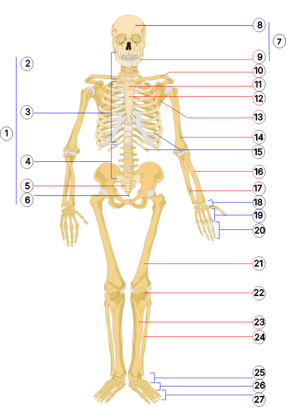 Human skeleton front numbered