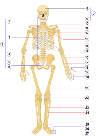 Human skeleton front numbered